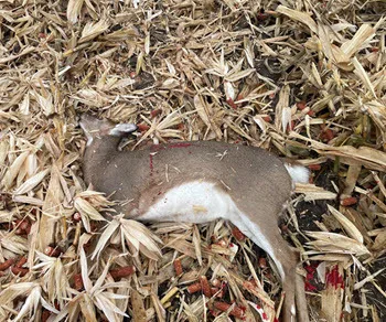 Clinton County man faces 50 counts of firearm and wildlife violations